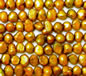 Aztec Gold Fresh Water Pearls 6-7mm