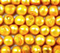 Golden Yellow Fresh Water Pearls 9-11mm